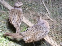 /album/fotogaleria-faisan1/p1070841-jpg/